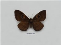 藏品(夜蛾279)的圖片